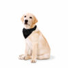 PLACE | Dog Bandanas